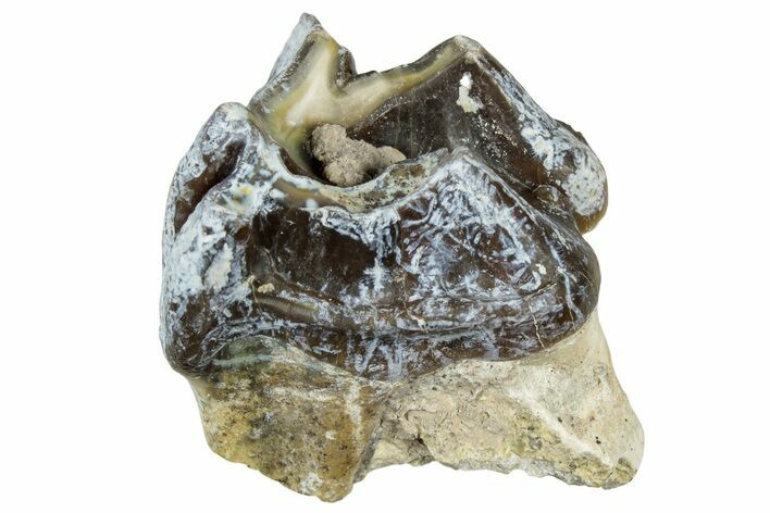 Fossil Running Rhino (Hyracodon) Tooth - South Dakota #300417